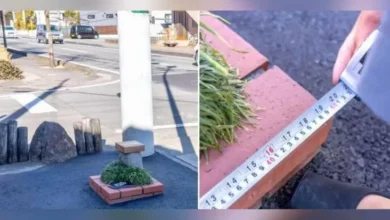 Negeri Sakura Ciptakan Taman Terkecil di dalam tempat Dunia, Segini Ukurannya