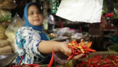 Mentan Amran Sebut Harga Cabai Berangsur Turun