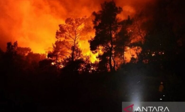 Kebakaran hutan dahsyat di Israel, 24 warga terluka
